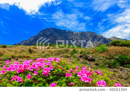 Hallasan azaleas, royal azaleas, spring, Eorimok, Yeongsil course, south wall, wild flowers, hiking, Hallasan azaleas, royal azaleas, spring, Eorimok, Yeongsil course, south wall, wild flowers, hiking, 98561304