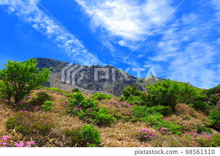 Hallasan azaleas, royal azaleas, spring, Eorimok, Yeongsil course, south wall, wild flowers, hiking, Hallasan azaleas, royal azaleas, spring, Eorimok, Yeongsil course, south wall, wild flowers, hiking, 98561310
