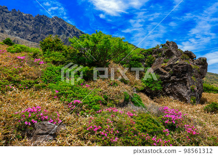 Hallasan azaleas, royal azaleas, spring, Eorimok, Yeongsil course, south wall, wild flowers, hiking, Hallasan azaleas, royal azaleas, spring, Eorimok, Yeongsil course, south wall, wild flowers, hiking, 98561312