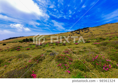 漢拏山杜鵑花，皇家杜鵑花，春天，Eorimok，Yeongsil路線，南牆，野花，徒步旅行， 98561324