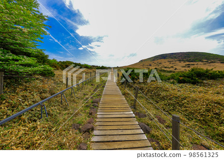 漢拏山杜鵑花,皇家杜鵑花,春天,Eorimok,Yeongsil路線,南牆,野花,徒步旅行, 漢拏山杜鵑花,皇家杜鵑花,春天,Eorimok,Yeongsil路線,南牆,野花,徒步旅行, 98561325