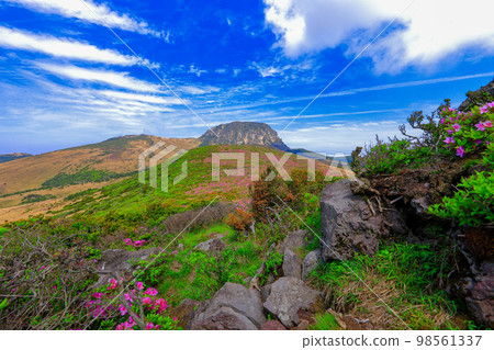 漢拏山杜鵑花,皇家杜鵑花,春天,Eorimok,Yeongsil路線,南牆,野花,徒步旅行, 漢拏山杜鵑花,皇家杜鵑花,春天,Eorimok,Yeongsil路線,南牆,野花,徒步旅行, 98561337