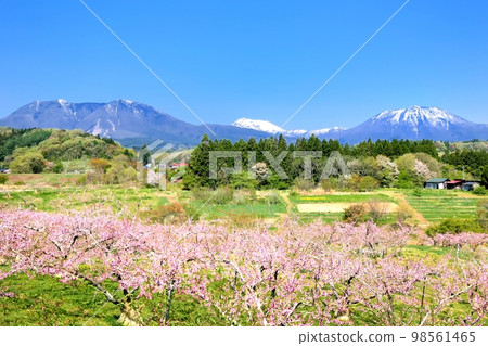 Spring Tangguin Town Spring Tangguin Town 98561465