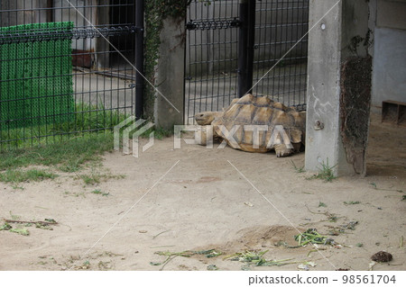 tortoise baring somewhere 98561704