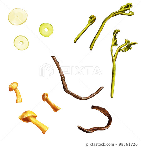 Hand drawn watercolor wild vegetable illustration set 98561726