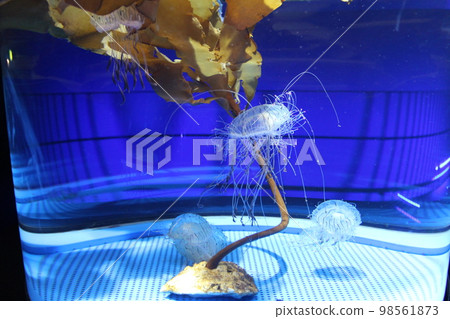 Fantasy jellyfish Fantasy jellyfish 98561873