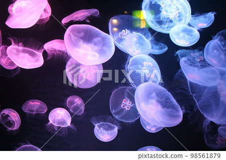 幻想水母 幻想水母 98561879