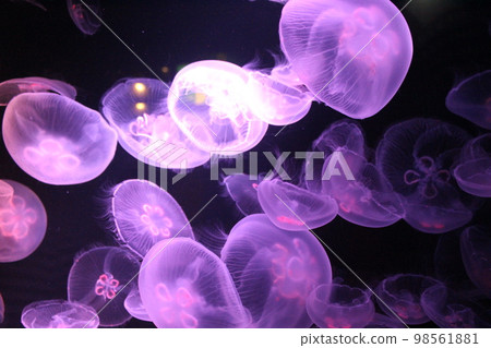 幻想水母 98561881