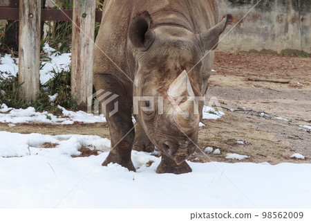 black rhino in the snow 98562009