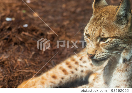 野貓沐浴在陽光下 98562063