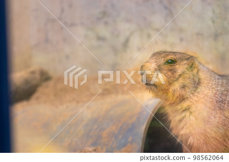 草原土撥鼠外形 草原土撥鼠外形 98562064