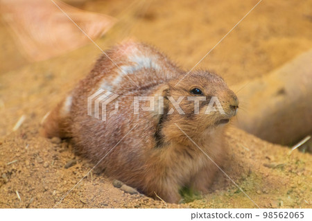 地上可愛的土撥鼠 地上可愛的土撥鼠 98562065