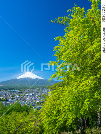 吉田富士、山梨縣四月的富士山和新倉山淺間公園的新綠 吉田富士、山梨縣四月的富士山和新倉山淺間公園的新綠 98562286