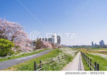 春天的多摩川河床風景[東京都大田區] 98562358