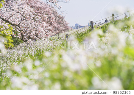 Spring on the Tama River riverbed, cherry blossoms in full bloom and radish flowers [Ota Ward, Tokyo - Kawasaki City, Kanagawa Prefecture] 98562365