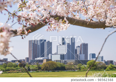 Cherry blossoms and Musashi Kosugi tower apartment group [Kanagawa Prefecture Kawasaki City] 98562388