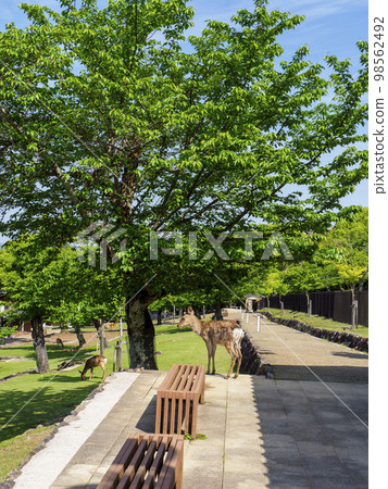 鹿和長凳在奈良公園 鹿和長凳在奈良公園 98562492