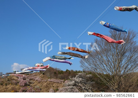 Carp streamers swimming in the blue sky and cherry blossoms Natsui Senbonzakura 98562661