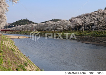 Natsui River and row of cherry trees against the blue sky Natsui Senbonzakura Natsui River and row of cherry trees against the blue sky Natsui Senbonzakura 98562858
