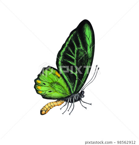 Butterfly watercolor illustration. Isolated on white background 98562912