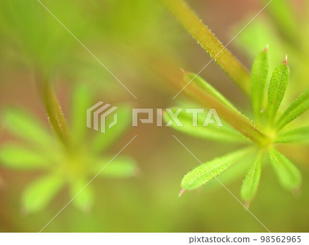 Close-up of green leaf 98562965