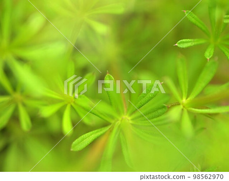 Close-up of green leaf Close-up of green leaf 98562970