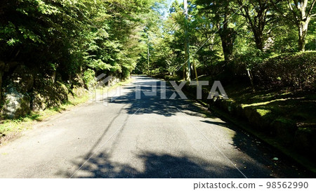 sunny forest road sunny forest road 98562990