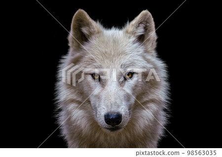 Portrait of arctic wolf isolated on black background. Polar wolf. 98563035
