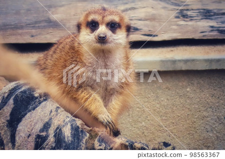 meerkat meerkat 98563367
