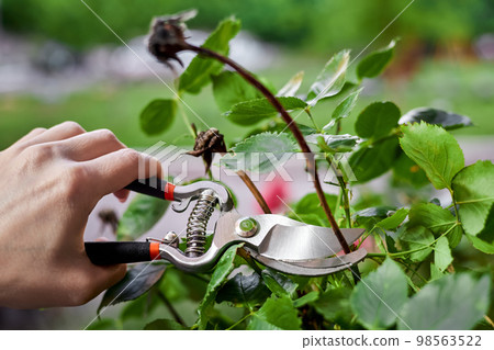 Girl pruning rose bushes with secateurs Girl pruning rose bushes with secateurs 98563522