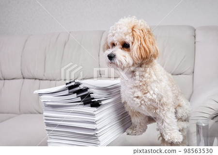 Maltipoo Puppy sits near a stack of office papers fastened with black binders Maltipoo Puppy sits near a stack of office papers fastened with black binders 98563530