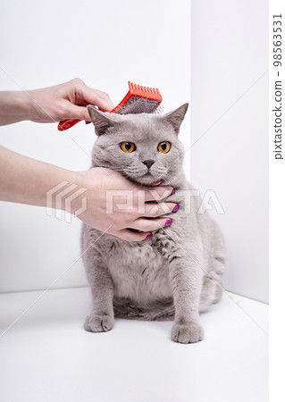 The girl combs the hair of a british shorthair cat The girl combs the hair of a british shorthair cat 98563531