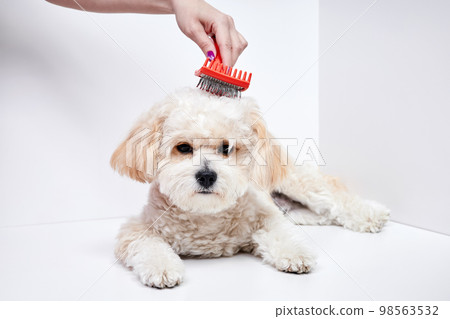 The girl combs the hair of a domestic pet puppy breed Maltipoo The girl combs the hair of a domestic pet puppy breed Maltipoo 98563532