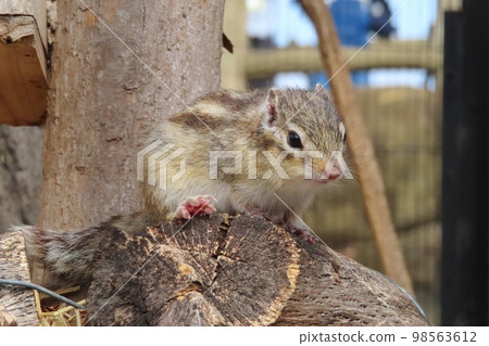 花栗鼠 98563612