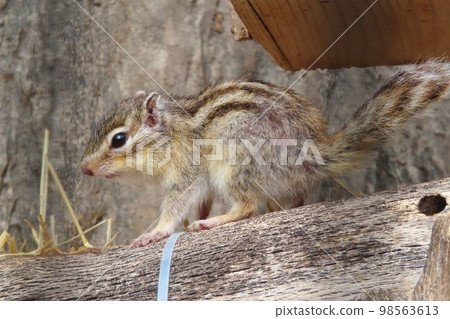 花栗鼠 98563613