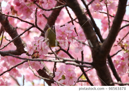 基於櫻桃樹枝的白眼 基於櫻桃樹枝的白眼 98563878