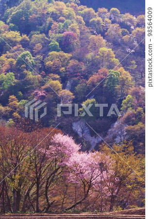 Trees blooming in the light of spring, wild cherry blossoms. Trees blooming in the light of spring, wild cherry blossoms. 98564009