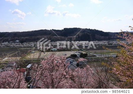 The view of the cherry blossoms blooming in the foreground against the blue sky and the rows of cherry blossom trees from the Natsui Senbonzakura Observation Deck 98564021