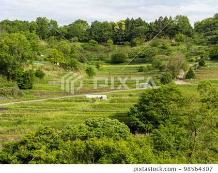 [High resolution] Scenery of Inabuchi rice terraces in Asuka village in spring 98564307