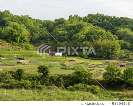 [High resolution] Scenery of Inabuchi rice terraces in Asuka village in spring 98564308