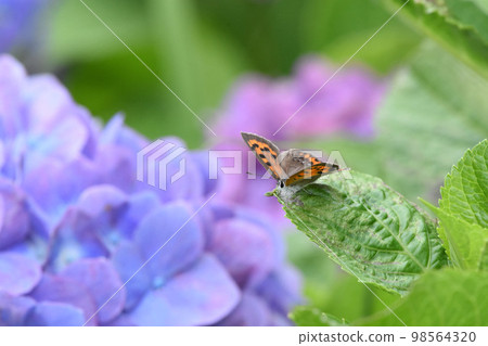 Lycaena phlaeas Lycaena phlaeas 98564320