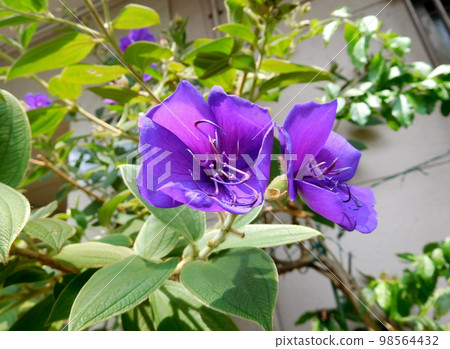 Shikonno按鈕 98564432