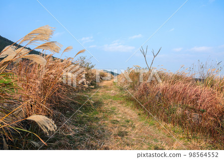 Jeju Rape Flower Plaza, rape flower, spring, silver grass, autumn, wind power generator, flower, 98564552