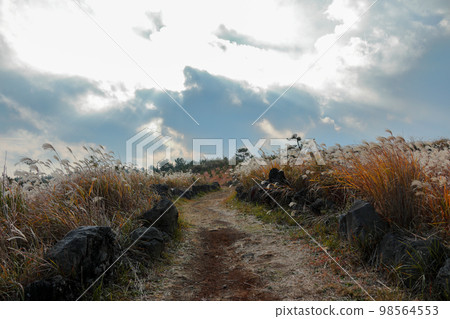 Jeju Rape Flower Plaza, rape flower, spring, silver grass, autumn, wind power generator, flower, 98564553