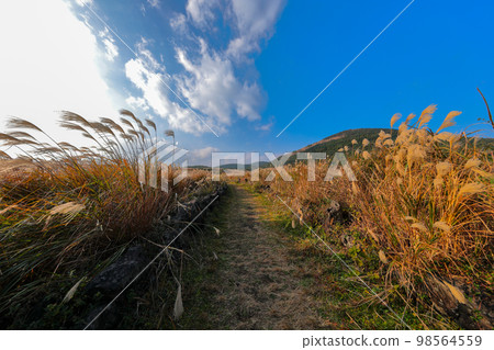 Jeju Rape Flower Plaza, rape flower, spring, silver grass, autumn, wind power generator, flower, 98564559