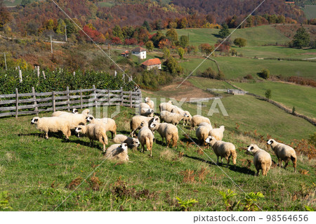 Sheep graze in a pasture 98564656