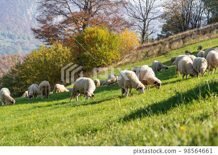 Sheep graze in a pasture Sheep graze in a pasture 98564661
