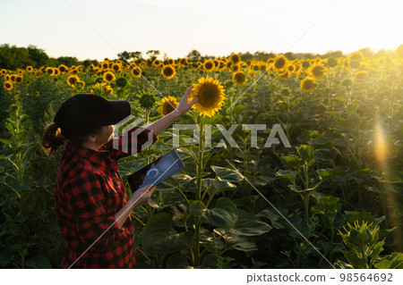 Woman farmer with a digital tablet at sunflower field at sunset 98564692