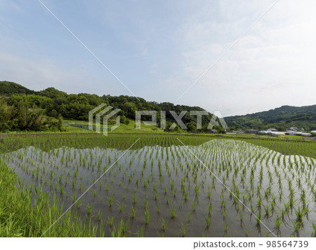 [高分辨率]明日香村稻淵梯田的稻田 98564739