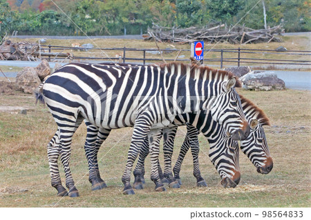 Grand Zebra 98564833